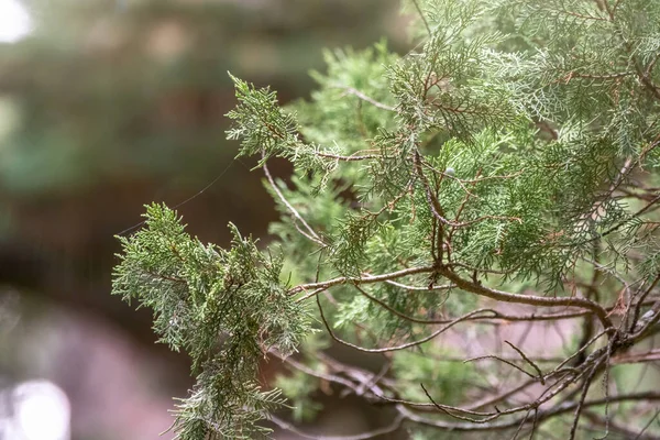 향나무의 솔방울은 상록수입니다 Juniperus Excelsa 그리스 주니퍼로 불린다 — 스톡 사진