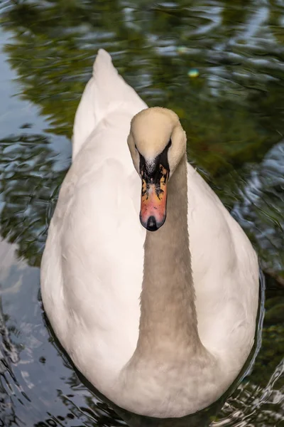 Graciös Vit Svan Som Simmar Sjö Med Mörkgrönt Vatten Den — Stockfoto