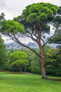 Bulutlu gökyüzünün arka planında uzun iğneler olan yeşil çam ağacı. Uzun iğneli yemyeşil çam ağacından bir taç. Tazelik, doğa, konsept. Pinus pinea, İtalyan taş çamı olarak da bilinir.