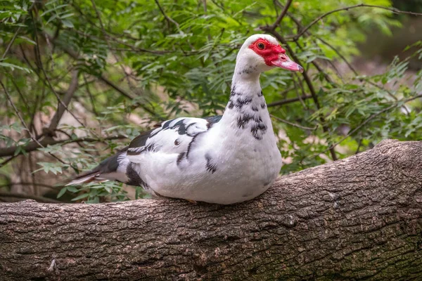 Bílá Černá Kachna Červenou Hlavou Kachna Pižmová Sedí Stromě Břehu — Stock fotografie