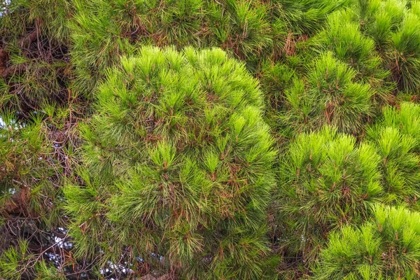 Closeup photo of green needle pine tree. Small pine cones at the end of branches. Blurred pine needles in background. Background of Christmas tree branches.