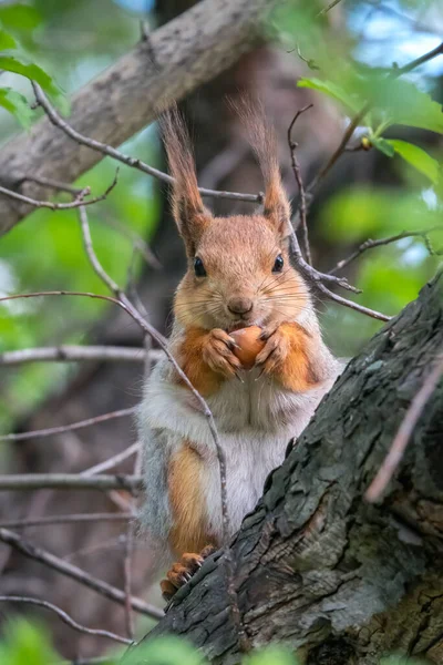 Squirrel Nut Sits Branches Spring Summer Eurasian Red Squirrel Sciurus — Stock Photo, Image