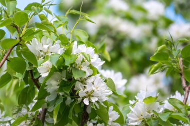 Beyaz çiçek açan elma ağaçları. Beyaz elma ağacı çiçekleri. Bahar mevsimi, bahar renkleri