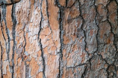Çam ağacı kabuğu. Kusursuz ağaç kabuğu arka planı. Yaşlı ağacın kahverengi dokusu. Doğal kozalaklı ağaç kabuğu arkaplanı
