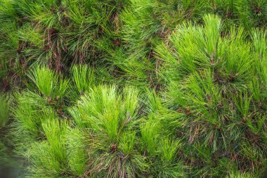 Uzun kabarık iğneli yeşil sedir dalları. Taze filizleri ve uzun ince iğneleri olan çam dalları..