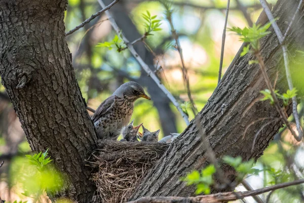 Drosselfeld Turdus Pilaris Einem Nest Mit Küken Feldzug Mit Küken — Stockfoto