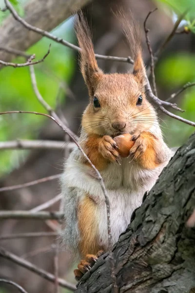 Squirrel Nut Sits Branches Spring Summer Eurasian Red Squirrel Sciurus — Stock Photo, Image