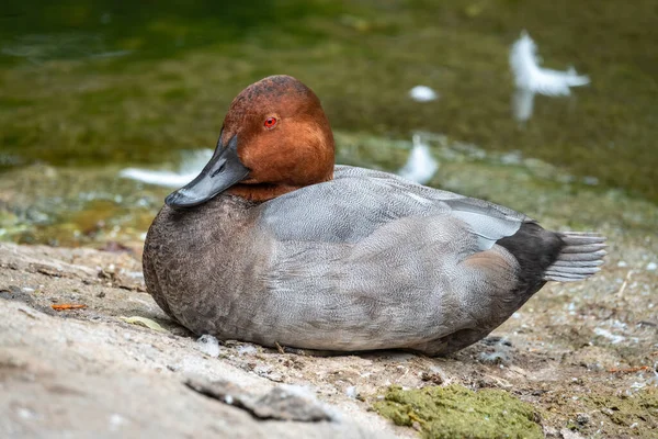 Schöne Ente Mit Orangefarbenem Kopf Pochardmännchen Aythya Ferina Sitzt Ufer — Stockfoto