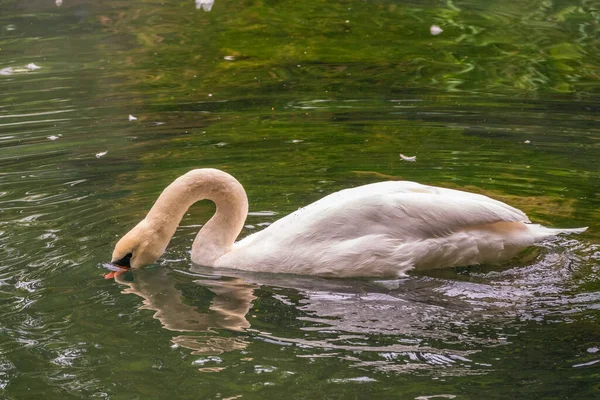 Elegante Cisne Blanco Nadando Lago Con Agua Verde Oscura Cisne —  Fotos de Stock