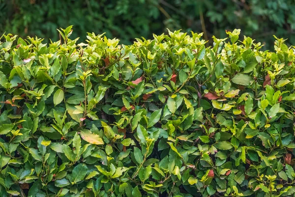 Neatly trimmed bushes in the summer or autumn park. Nature background. Copy space background.