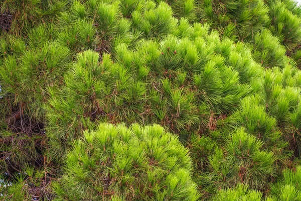Κοντινή Φωτογραφία Από Πεύκο Πράσινης Βελόνας Μικρά Κουκουνάρια Στην Άκρη — Φωτογραφία Αρχείου