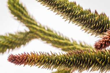 Maymun Bilmece Ağacı, Maymun Kuyruğu Ağacı, Pewen ya da Şili Çamı olarak da bilinir. Beyaz arka planda izole edilmiş.