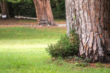 Park 'taki eski bir çam ağacının gövdesi. Pinus pinea, İtalyan taş çamı olarak da bilinir.