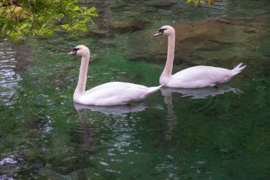 İki zarif beyaz kuğu karanlık suda yüzüyor. Dilsiz kuğu, Cygnus rengi.