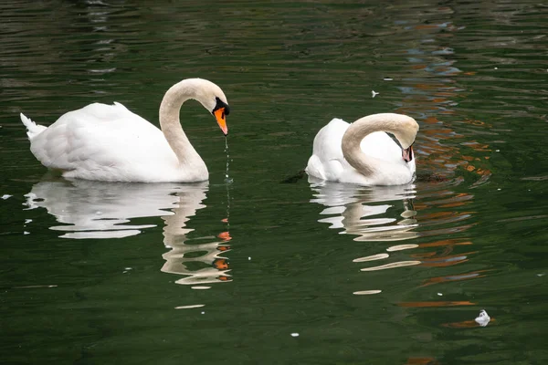 Два Изящных Белых Лебедя Плавают Темной Воде Немой Лебедь Цветущий — стоковое фото