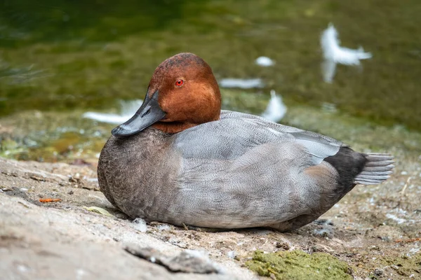 Turuncu kafalı güzel ördek, sıradan erkek, Aythya Ferina göl kıyısında oturuyor. Yaygın olan pochard orta büyüklükte dalış yapan bir ördektir..