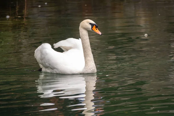 Graceful White Swan Swimming Lake Dark Green Water White Swan — Stock Photo, Image