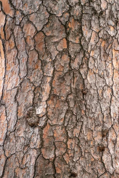 Blaf Van Dennenbomen Naadloze Boomschors Achtergrond Bruine Textuur Van Oude — Stockfoto