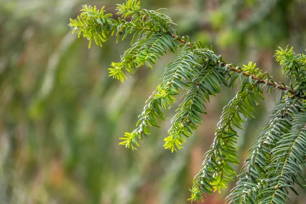 Ramas Tejo Con Hojas Verdes Frescas Taxus Baccata Cerca Ramas —  Fotos de Stock