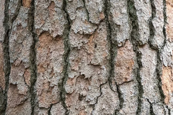 Corteccia Pino Albero Senza Cuciture Corteccia Sfondo Texture Marrone Del — Foto Stock