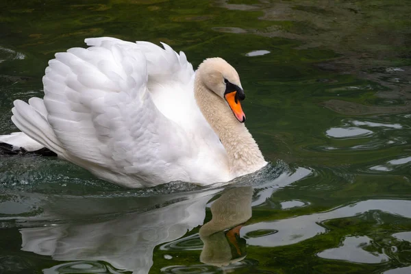 Cisne Branco Gracioso Nadando Lago Com Água Verde Escura Cisne — Fotografia de Stock