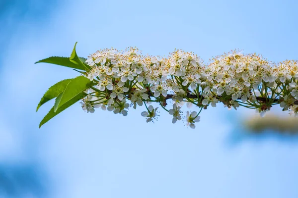 Fleurs Cerisier Blanc Sur Fond Bleu Skt Les Branches Arbre — Photo