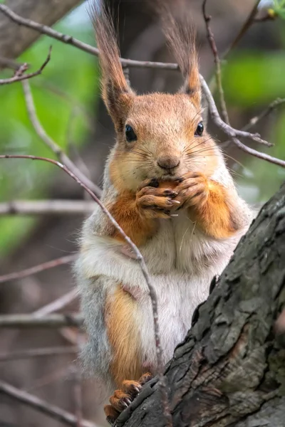 春天或夏天 长着坚果的松鼠坐在树枝上 欧亚红松鼠 粗壮的科学龙 — 图库照片