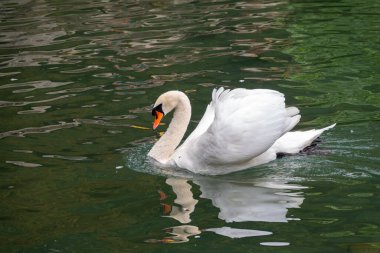 Koyu yeşil suyla gölde yüzen zarif beyaz bir kuğu. Beyaz kuğu suya yansıtılır. Dilsiz kuğu, Cygnus rengi.