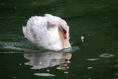 Koyu yeşil suyla gölde yüzen zarif beyaz bir kuğu. Beyaz bir kuğu suda yansıma ile dövüş pozisyonunda yüzer. Dilsiz kuğu, Cygnus rengi.