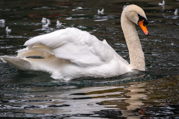 Graciös Vit Svan Som Simmar Sjö Med Mörkgrönt Vatten Den — Stockfoto