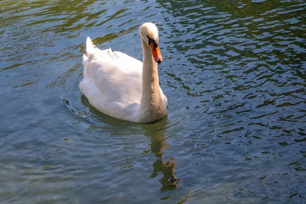 Graciös Vit Svan Som Simmar Sjö Med Mörkgrönt Vatten Den — Stockfoto