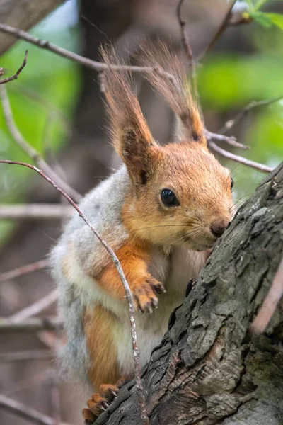 Squirrel Sits Branches Spring Summer Eurasian Red Squirrel Sciurus Vulgaris — Stock Photo, Image