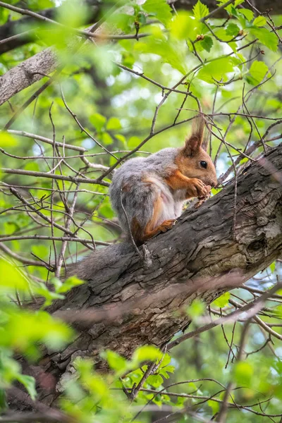 Esquilo Com Noz Senta Uns Ramos Primavera Verão Esquilo Vermelho — Fotografia de Stock