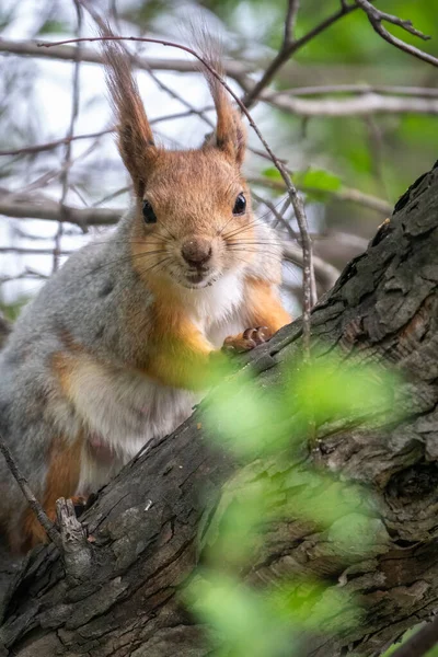 Squirrel Sits Branches Spring Summer Eurasian Red Squirrel Sciurus Vulgaris — Stock Photo, Image