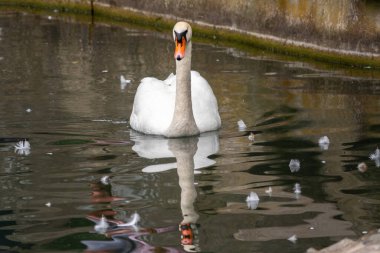Koyu yeşil suyla gölde yüzen zarif beyaz bir kuğu. Beyaz kuğu suya yansıtılır. Dilsiz kuğu, Cygnus rengi.