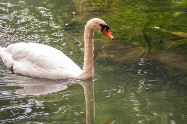 Koyu yeşil suyla gölde yüzen zarif beyaz bir kuğu. Beyaz kuğu suya yansıtılır. Dilsiz kuğu, Cygnus rengi.