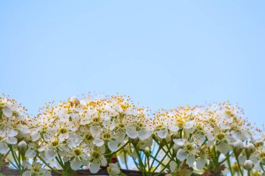 Mavi arka planda beyaz kiraz çiçekleri. Çiçek açan bir ağacın dalları. Beyaz çiçekli kiraz ağacı. Bulanık arkaplan.