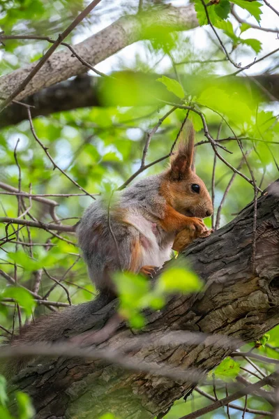 열매가 다람쥐는 봄이나 여름에 나뭇가지에 앉는다 유라시아붉은 다람쥐 Sciurus Vulgaris — 스톡 사진