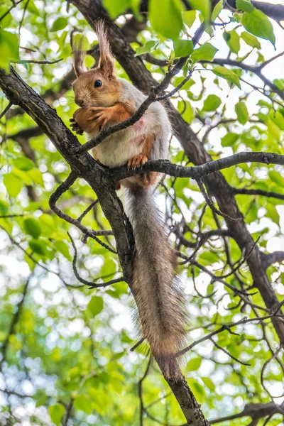 Squirrel Nut Sits Branches Spring Summer Eurasian Red Squirrel Sciurus — Stock Photo, Image