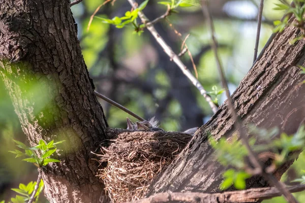 Ardıç Kuşunun yavruları, Turdus Pilaris, bir yuvada. Tarla civcivleri vahşi doğada.