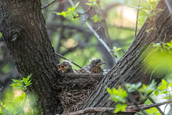 Kuikens Van Thrush Veldslag Turdus Pilaris Een Nest Fieldfare Kuikens — Stockfoto