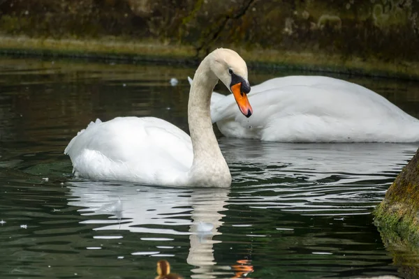 Elegante Cisne Blanco Nadando Lago Con Agua Verde Oscura Cisne — Foto de Stock