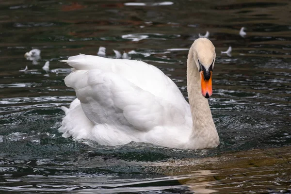 Elegante Cisne Blanco Nadando Lago Con Agua Verde Oscura Cisne —  Fotos de Stock