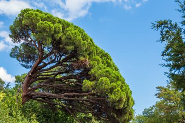 Mavi gökyüzünün arka planında uzun iğneler olan yeşil çam ağacı. Uzun iğneli yemyeşil çam ağacından bir taç. Tazelik, doğa, konsept. Pinus pinea, İtalyan taş çamı, şemsiye çamı ve şemsiye çamı olarak da bilinir.