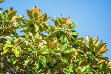 Taze manolya yaprakları dalda. Magnolia grandiflora, genellikle güney manolya ya da boğa körfezi olarak bilinir, taze yeşil yapraklı dal.