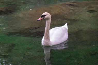 Koyu yeşil suyla gölde yüzen zarif beyaz bir kuğu. Beyaz kuğu suya yansıtılır. Dilsiz kuğu, Cygnus rengi.