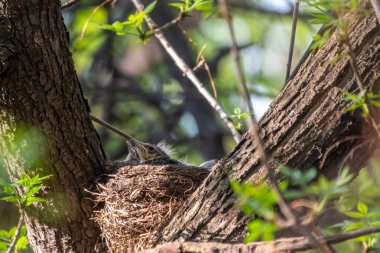 Ardıç Kuşunun yavruları, Turdus Pilaris, bir yuvada. Tarla civcivleri vahşi doğada.