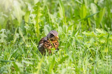 Fieldfare bahar çimlerinde solucan toplar. Fieldfare, Turdus pilaris. Gagası solucan dolu bir kuş. Yiyecek toplayan ebeveyn hayvanlara yakın çekim.