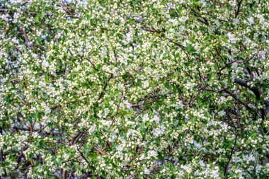 Beyaz çiçek açan elma ağaçları. Beyaz elma ağacı çiçekleri. Bahar mevsimi, bahar renkleri