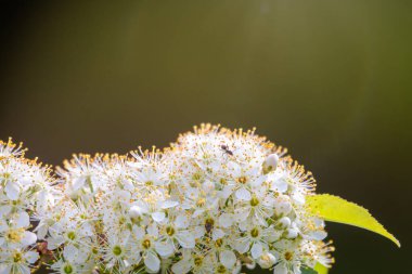 Beyaz kiraz çiçekleri. Çiçek açan bir ağacın dalları. Beyaz çiçekli kiraz ağacı. Bulanık arkaplan.